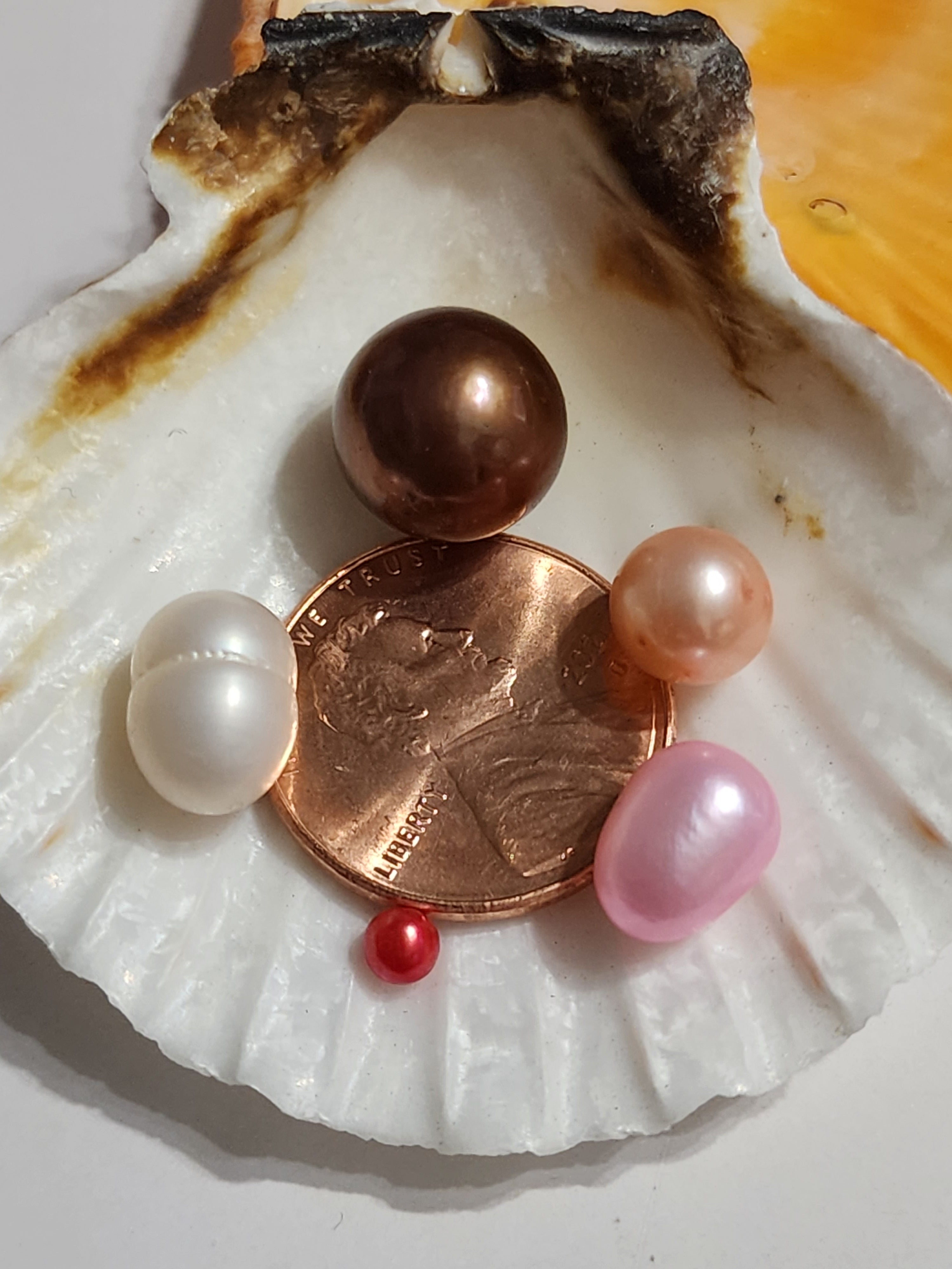 Edison Round Single Pearl Oyster Opening