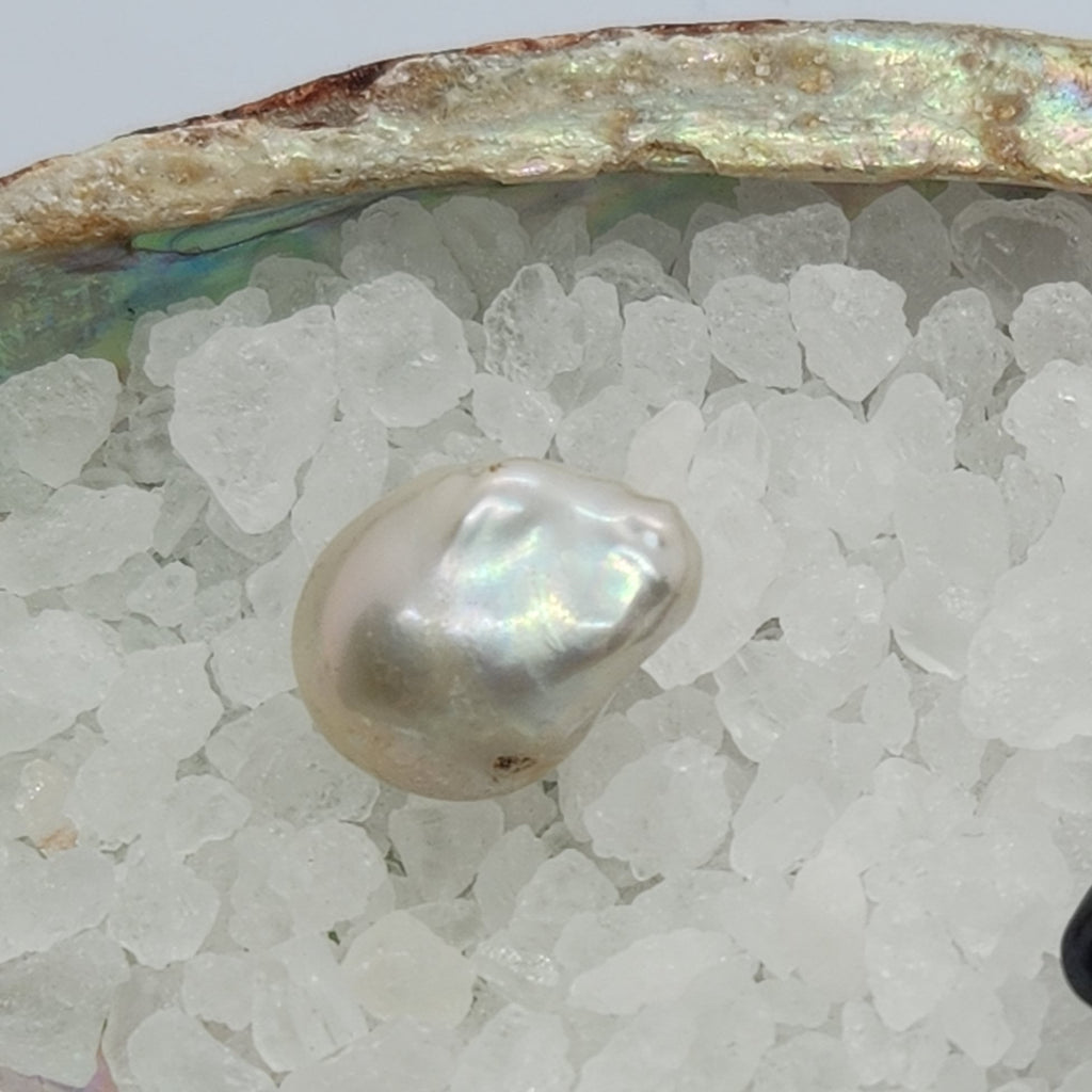 Fireball Pearl Oyster Opening