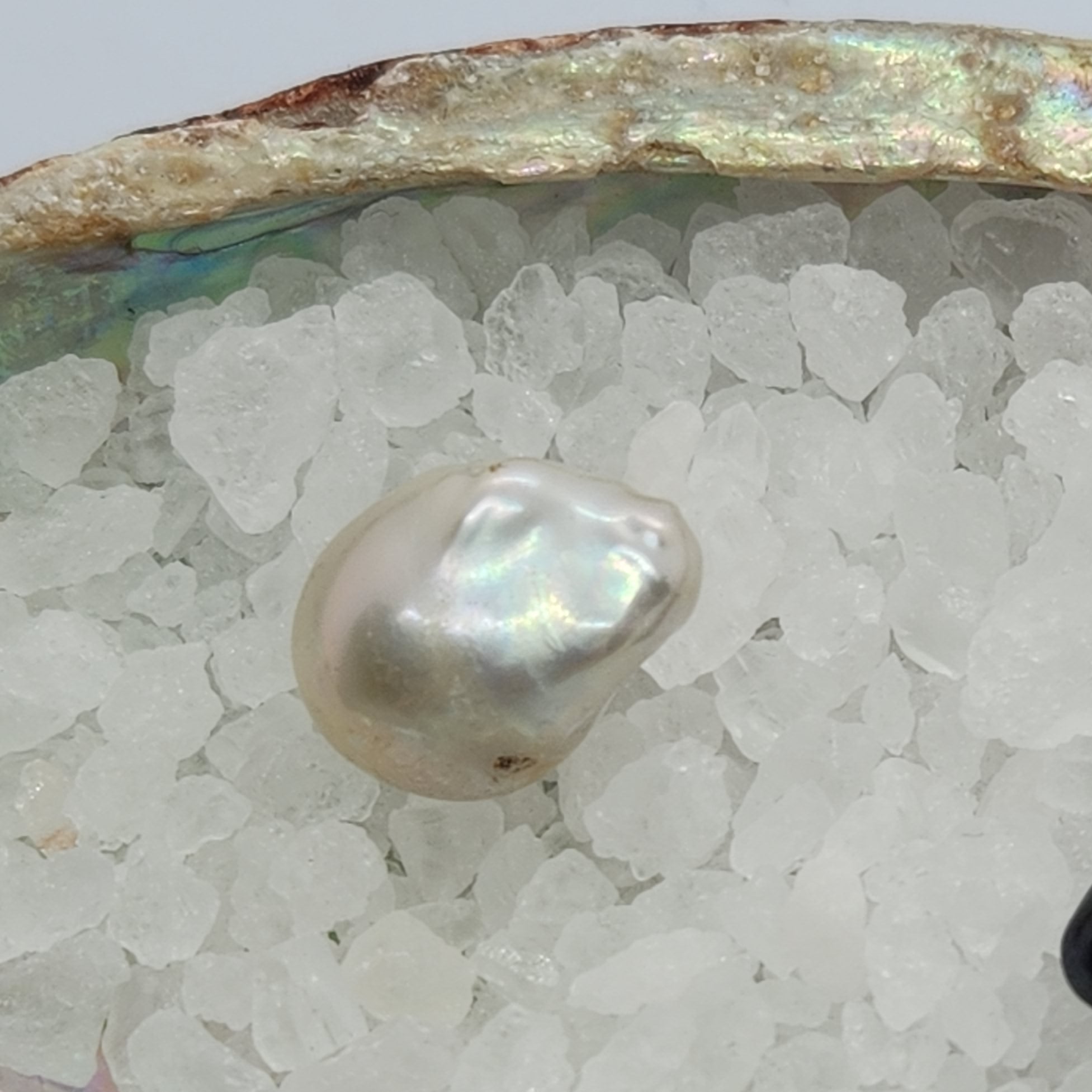 Fireball Pearl Oyster Opening