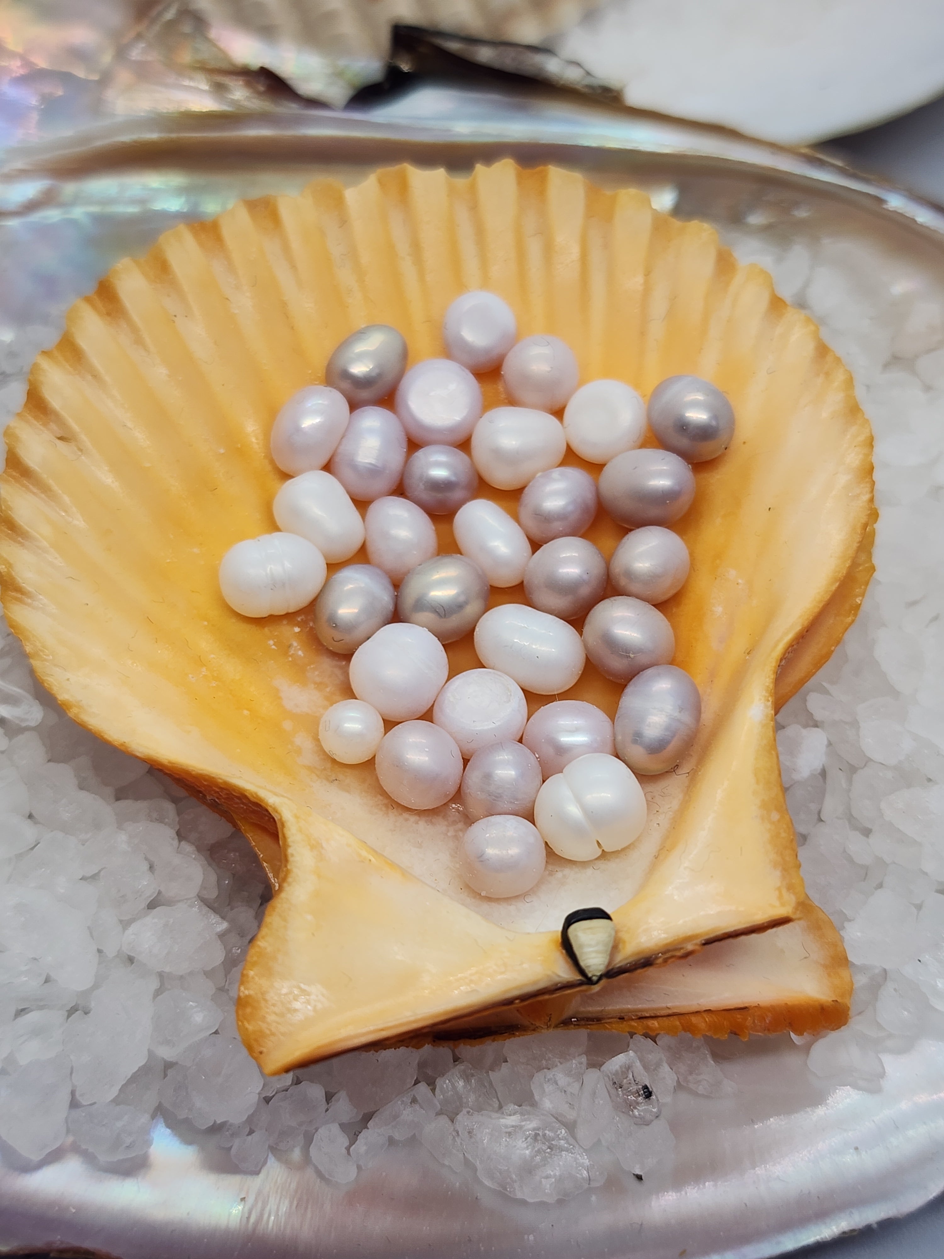 Royal Court King Oyster Opening