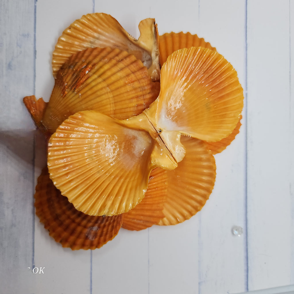 Red Shell Round Multi-Pearl Oyster Opening