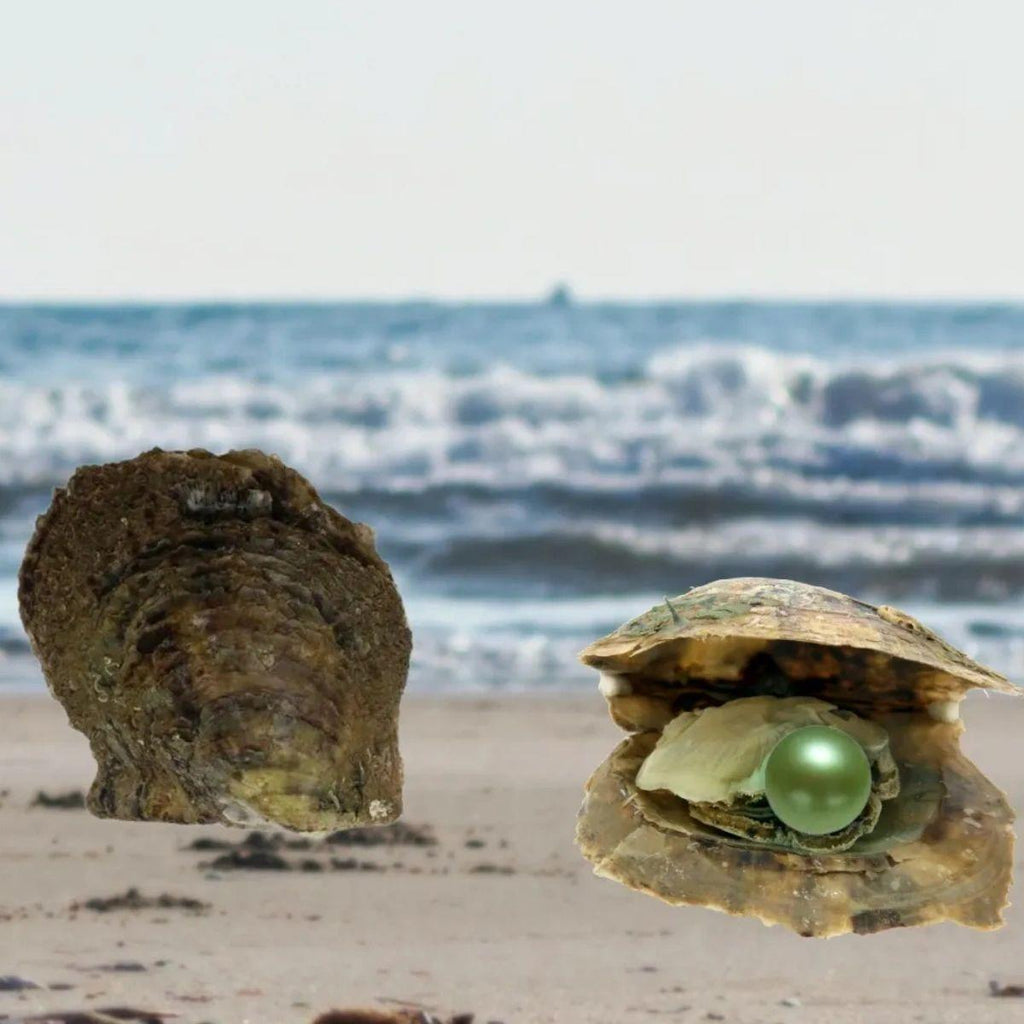 Edison Round Single Pearl Oyster Opening