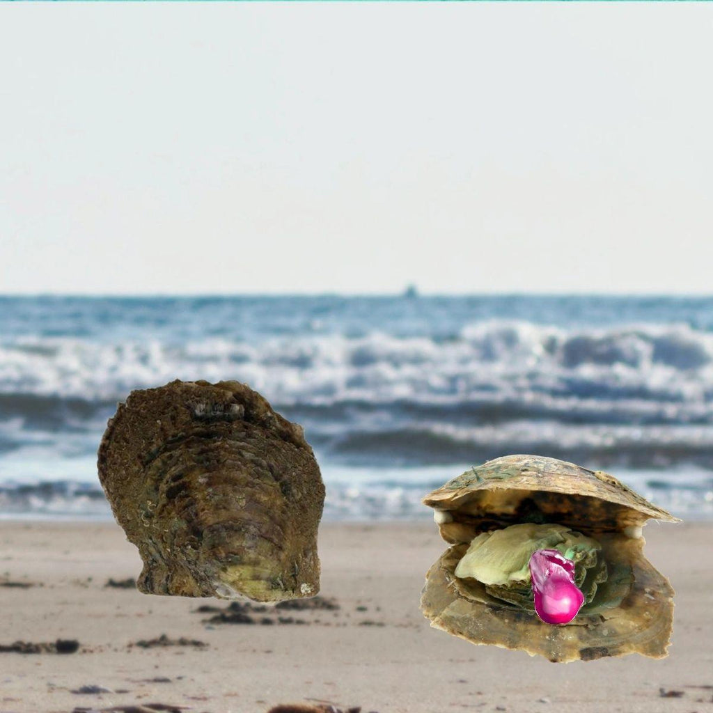 Fireball Pearl Oyster Opening