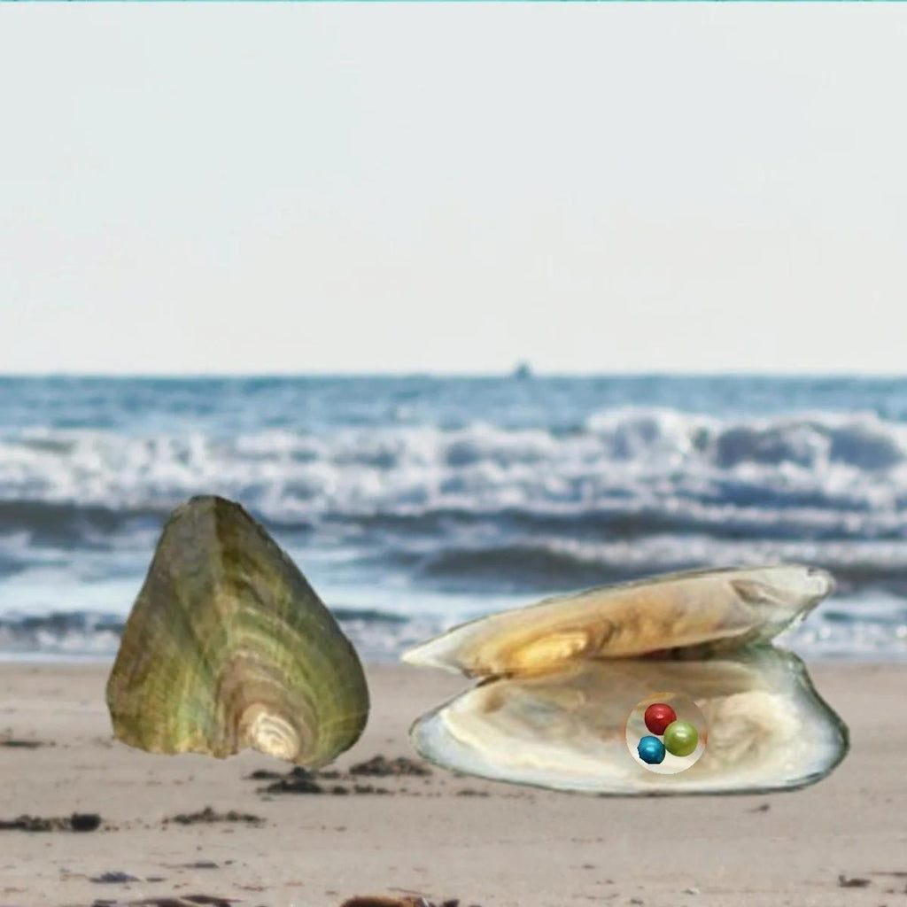 Micro Freshwater Mini Round Pearl Oyster Opening