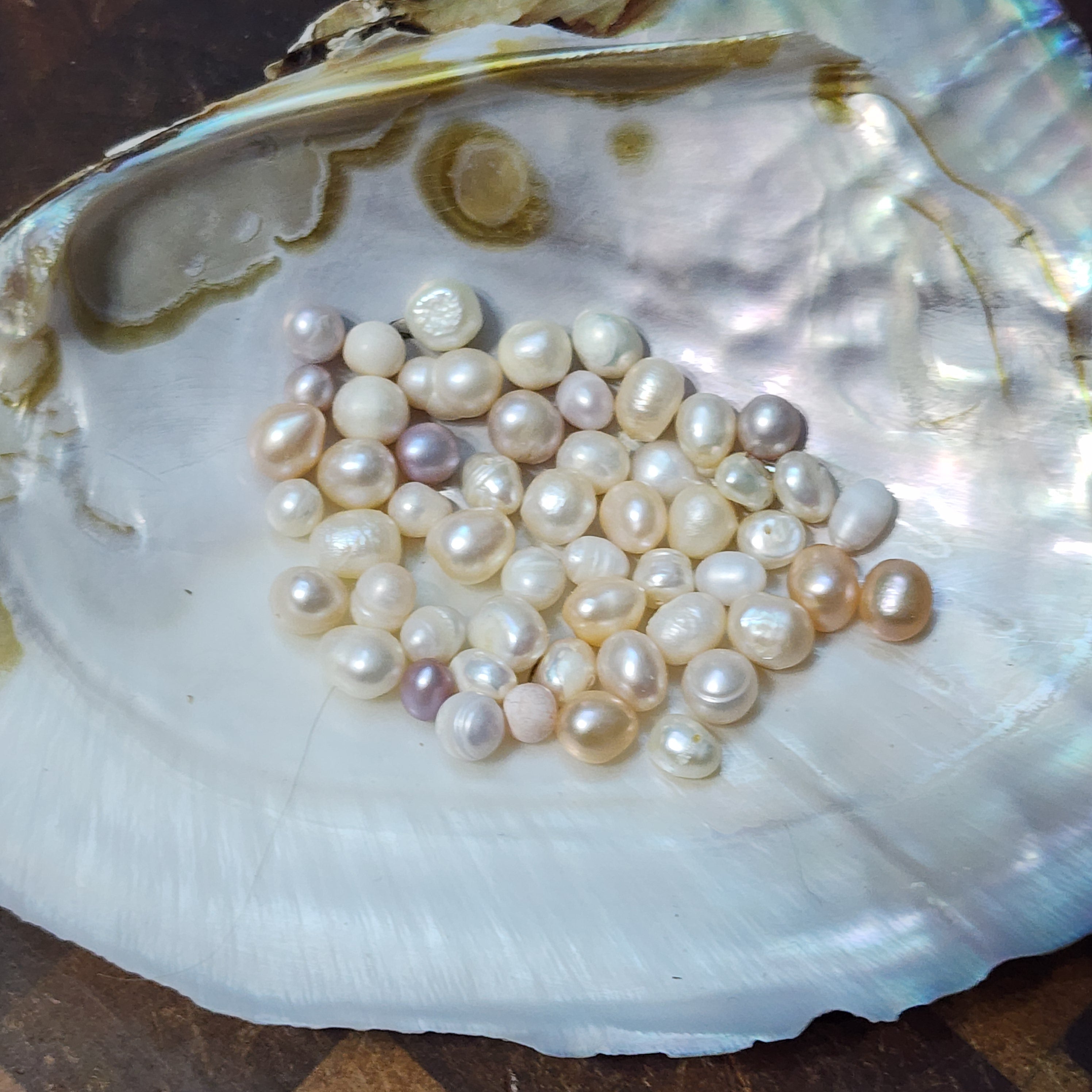 Adoptable Pearls & Shells