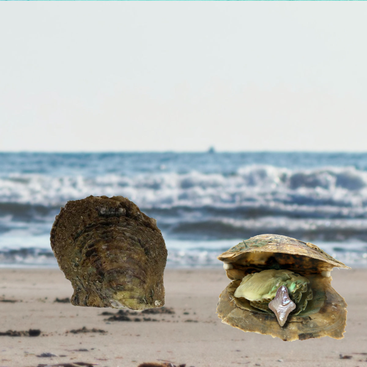 North Star Pearl Oyster Single