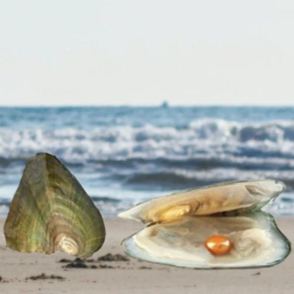 Rice Single Pearl Oyster Opening
