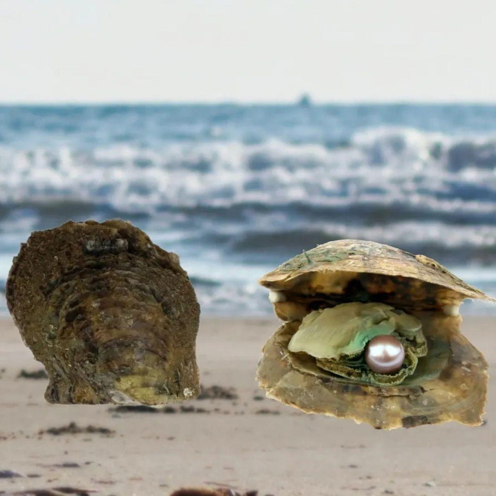 Round Single Pearl Oyster Opening