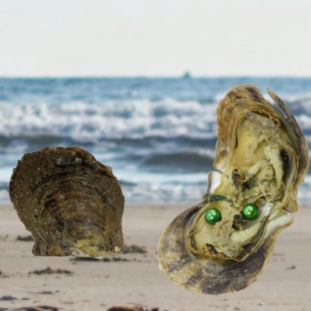 Round Twin Pearl Oyster Opening