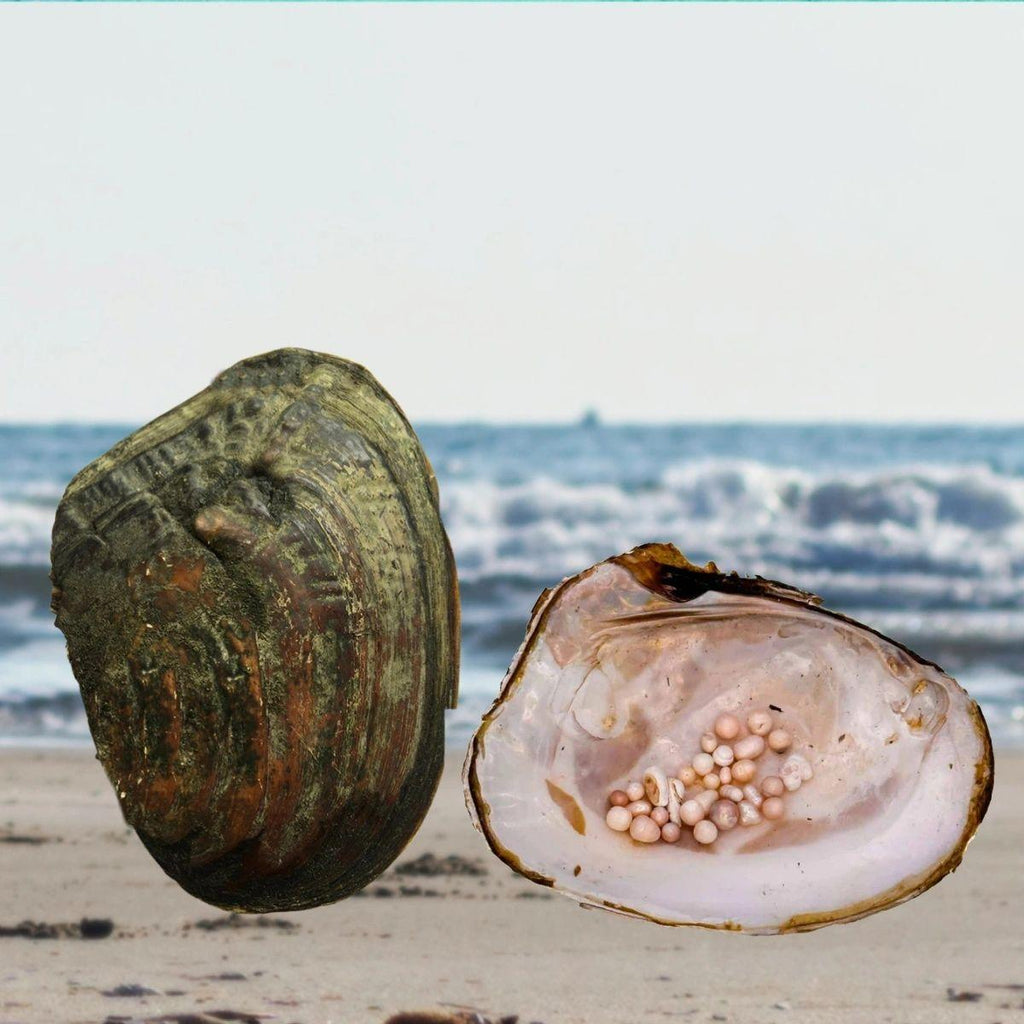 Royal Court King Oyster Opening