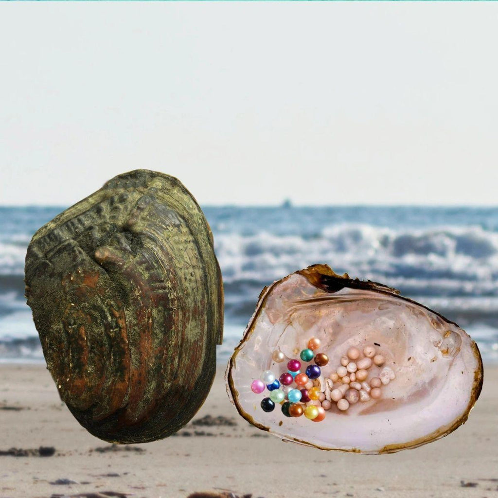 Royal Court Queen Oyster Opening