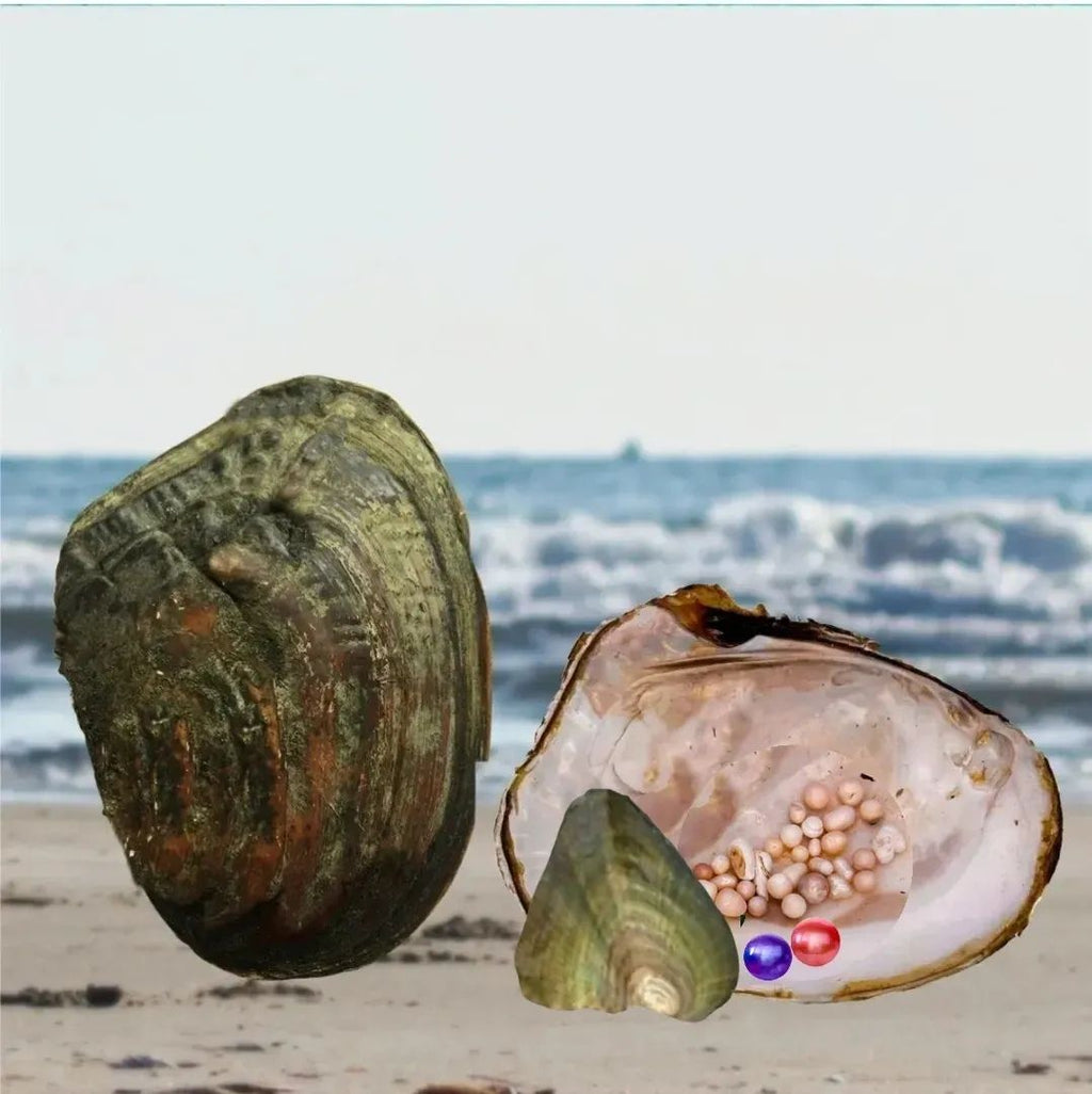 Royal Court: Court Jester Oyster Opening