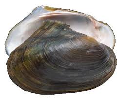 Royal Court: Court Jester Oyster Opening