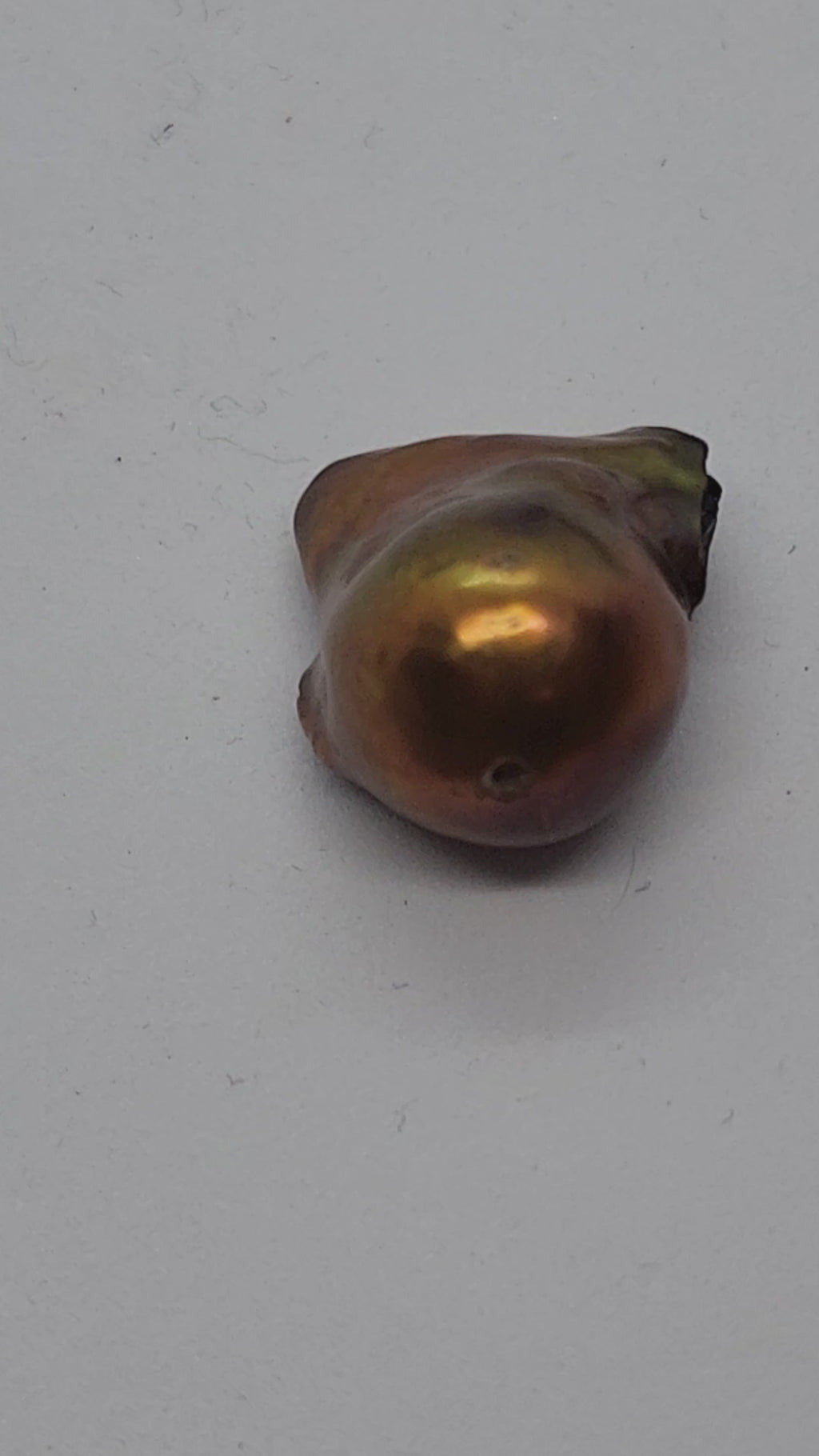 Fireball Pearl Oyster Opening